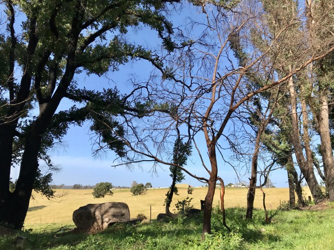 Regrowth After Bega Valley 2020 Bush Fires