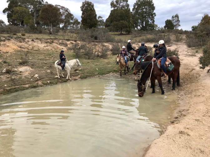 Horses drinking at a dam