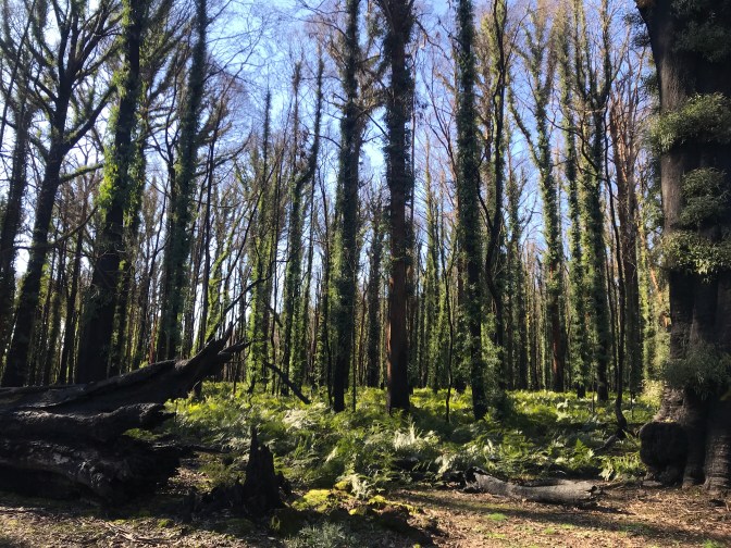 Forest at Tumbarumba