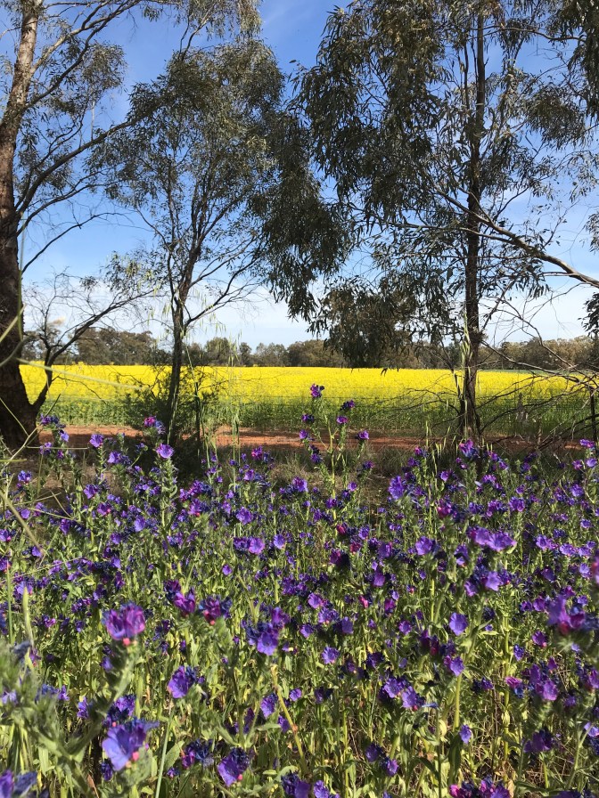 Canola fields